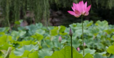 湖北園林青酒業股份有限公司音樂片